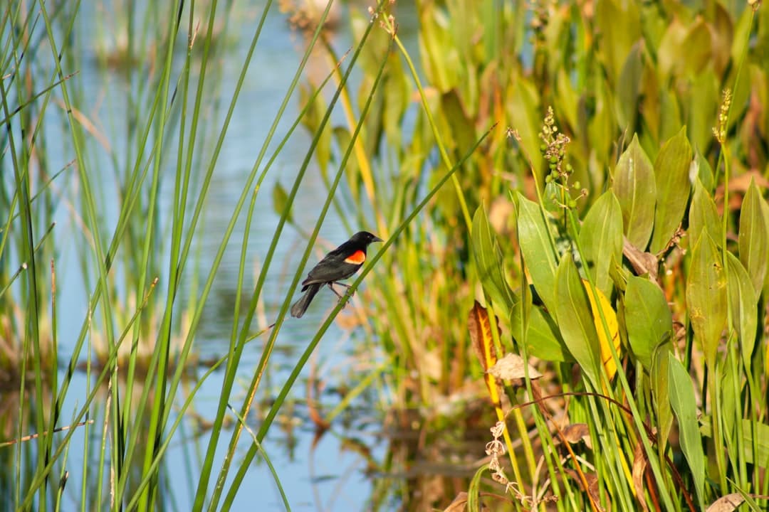 Oiseau posé sur un roseau au bord d’un plan d’eau, dans une roselière