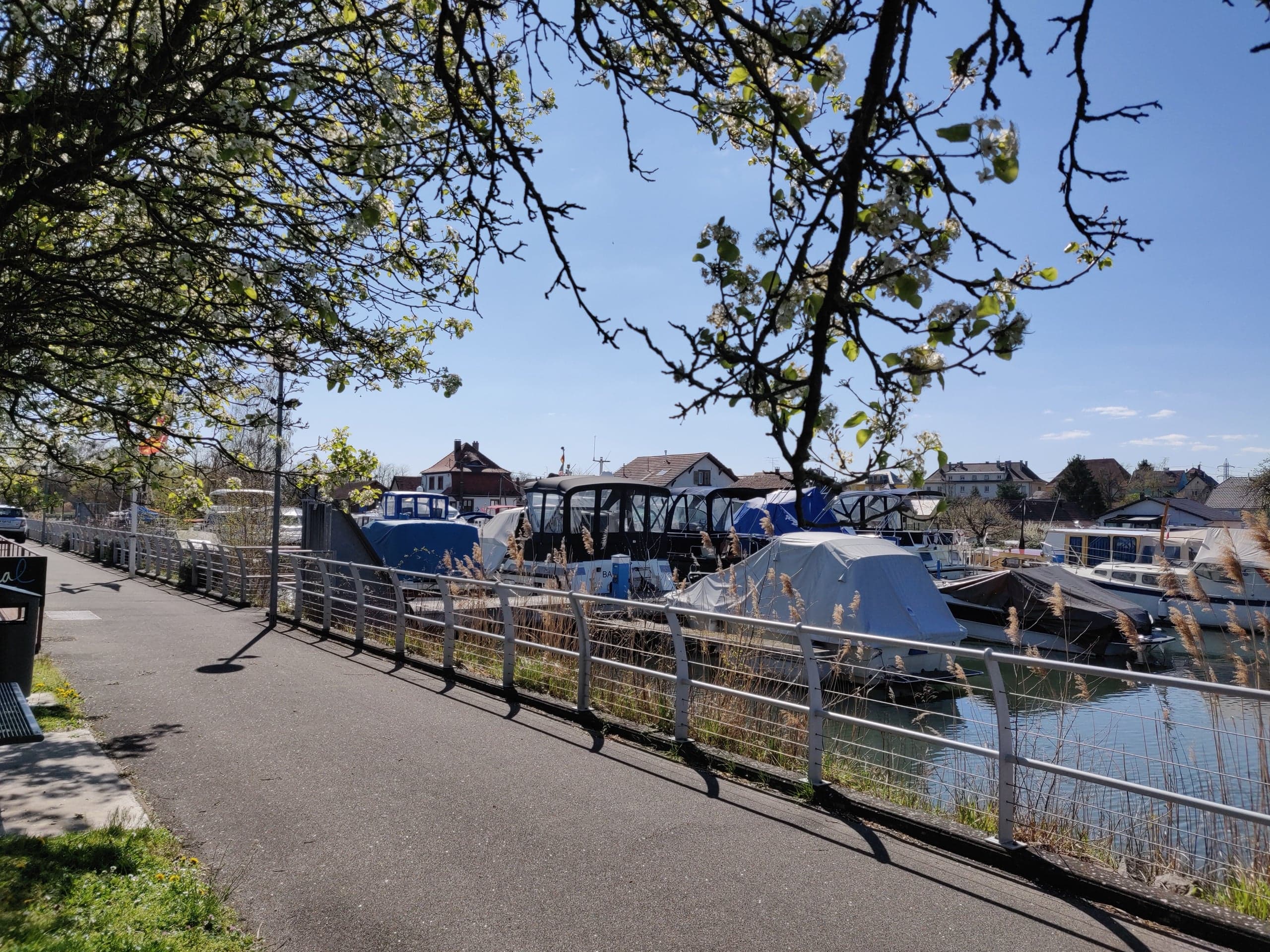 Chemin de promenade le long du port de Kembs, bateaux amarrés sous les arbres en fleurs au printemps